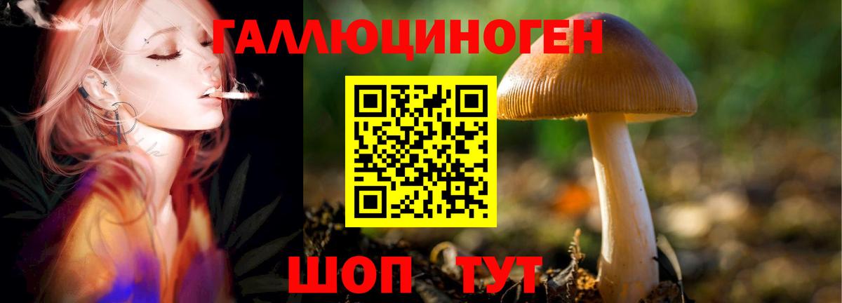 Зеленогорск  Псилоцибиновые грибы Psilocybe  где можно купить   Вход с VPN 